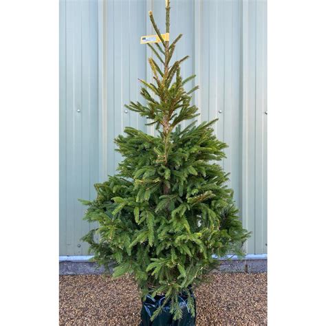 norway spruce christmas tree potted
